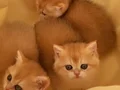  British Shorthair Golden Yavrular