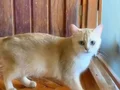 Hamile British Shorthair