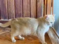 Hamile British Shorthair