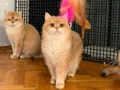 British Shorthair Golden Ny12 Top Kafa Erkek