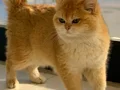 British Shorthair Golden Ny12 Top Kafa Erkek