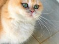 British Shorthair Golden ny 12 Yetişkin Dişi 