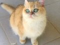 British Shorthair Golden ny 12 Yetişkin Dişi 