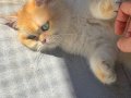 British Shorthair Golden ny 12 Yetişkin Dişi 