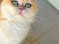British Shorthair Golden ny 12 Yetişkin Dişi 