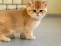 British Shorthair Saf kan Golden Yavrular
