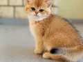 British Shorthair Saf kan Golden Yavrular