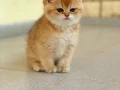 British Shorthair Saf kan Golden Yavrular