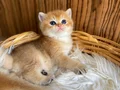 British Shorthair Saf kan Golden Yavrular