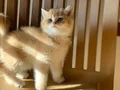 British Shorthair Golden Top kafa Erkek Yavru