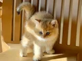 British Shorthair Golden Top kafa Erkek Yavru