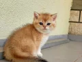 British Shorthair Golden Top kafa Erkek Yavru