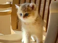 British Shorthair Golden Top kafa Erkek Yavru