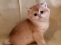 Golden British Shorthair Top Kafa Yavrular