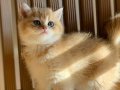 Golden British Shorthair Top Kafa Yavrular