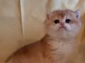 Golden British Shorthair Top Kafa Yavrular