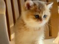 Golden British Shorthair Top Kafa Yavrular