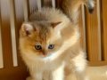 Golden British Shorthair Top Kafa Yavrular