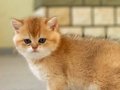 Golden British Shorthair Top Kafa Yavrular