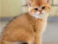 Golden British Shorthair Top Kafa Yavrular