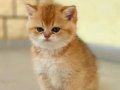Golden British Shorthair Top Kafa Yavrular