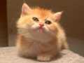 Golden British Shorthair Ny 12 yavrular