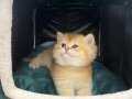 British Shorthair Orjinal Golden Yavrular