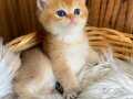 British Shorthair Golden Orjinal Ny12 Ny11 Erkek