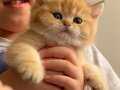 Golden British Shorthair Yavrular