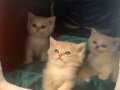 British Shorthair & Longhair Safkan Yavrular