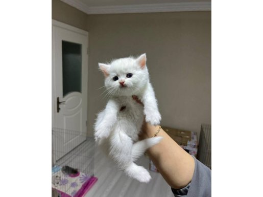 SHORTHAIR A KALİTE MAVİ GÖZLÜ YAVRULARIMIZ 