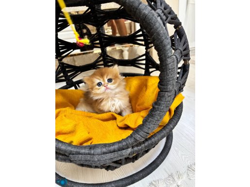 MAVİ GÖZLÜ LONGHAİR VE SHORTHAIR ERKEKLERİMİZ 