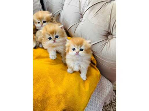  TAM IRK NY12 LONGHAİR YAVRULARIMIZ 