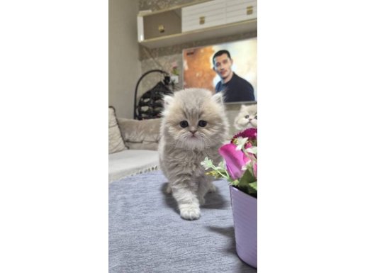 CY12 ve NYV25 LONGHAİR YAVRULARIMIZ 