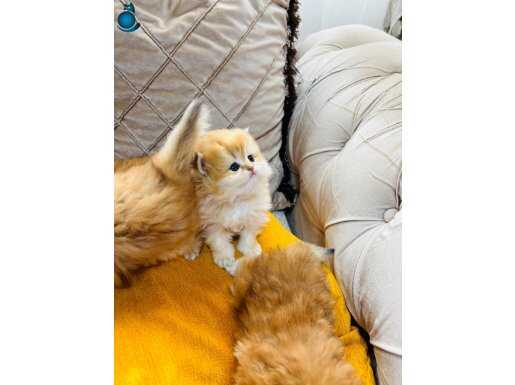 NY12 TAM IRK SAFKAN YAVRULARIMIZ REZERVEYE AÇILMIŞTIR 