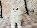 TAM IRK LONGHAİR DİŞİ YAVRULARIMIZ 