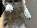 TAM IRK LONGHAİR DİŞİ YAVRULARIMIZ 