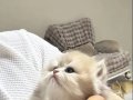 TAM IRK LONGHAİR DİŞİ YAVRULARIMIZ 