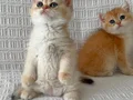 TAM IRK NY12 LONGHAİR PRENS VE PRENSESLERİMİZ