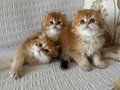 TAM IRK NY12 LONGHAİR PRENS VE PRENSESLERİMİZ