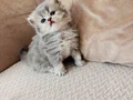 TAM IRK SAFKAN YAVRULARIMIZ