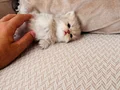 TAM IRK SAFKAN YAVRULARIMIZ