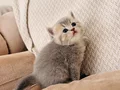 TAM IRK SAFKAN YAVRULARIMIZ
