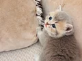 TAM IRK SAFKAN YAVRULARIMIZ