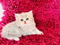 TAM IRK SAFKAN YAVRULARIMIZ