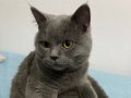 British Shorthair kedi uygun fiyatlı