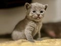 Sağlikli ev keselisi yavrusu cins kedi eğitimli 