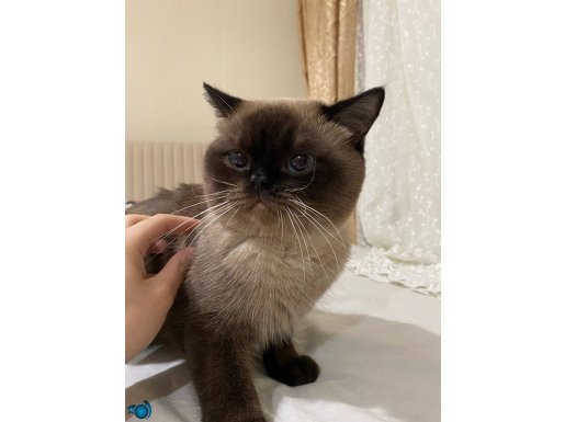 1 YAŞINDA EĞİTİMLİ ERKEK KEDİ