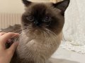 1 YAŞINDA EĞİTİMLİ ERKEK KEDİ