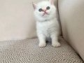 İZMİRİN PRENSİ YENİ YUVASINA GİTMEYE HAZIR 